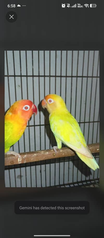 complete breeding setup: 4 portion iron cage+3 active love birds pair