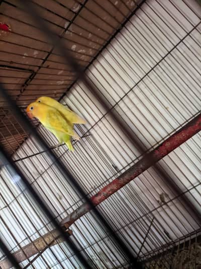 complete breeding setup: 4 portion iron cage+3 active love birds pair