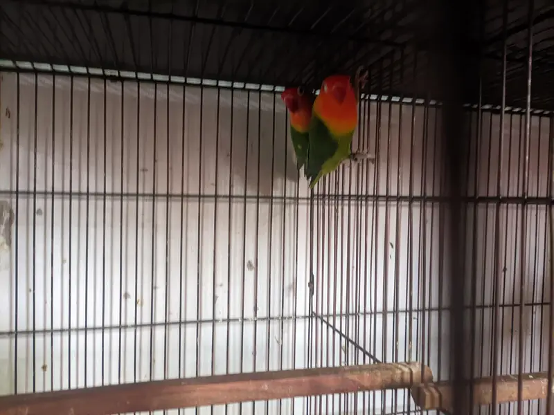 complete breeding setup: 4 portion iron cage+3 active love birds pair — photo 3