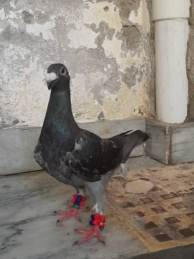 for sale German beauty 1 chick and 1 breeder female