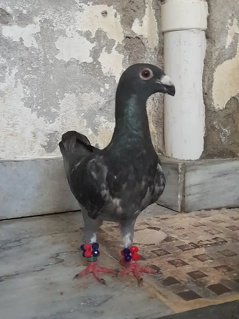 for sale German beauty 1 chick and 1 breeder female — photo 3