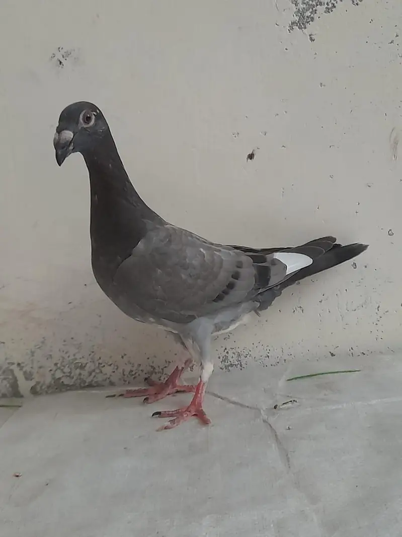 for sale German beauty 1 chick and 1 breeder female — photo 4