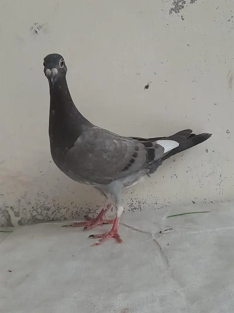 for sale German beauty 1 chick and 1 breeder female — photo 5