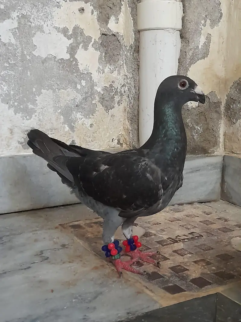 for sale German beauty 1 chick and 1 breeder female — photo 6
