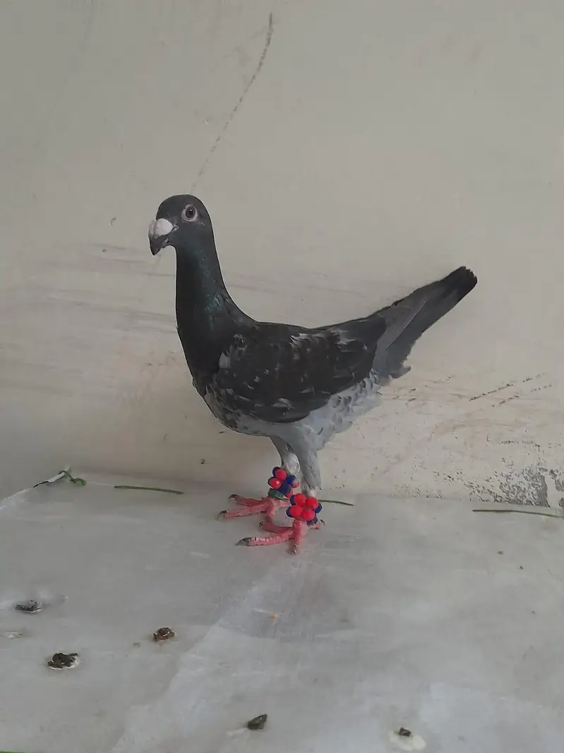 for sale German beauty 1 chick and 1 breeder female — photo 7