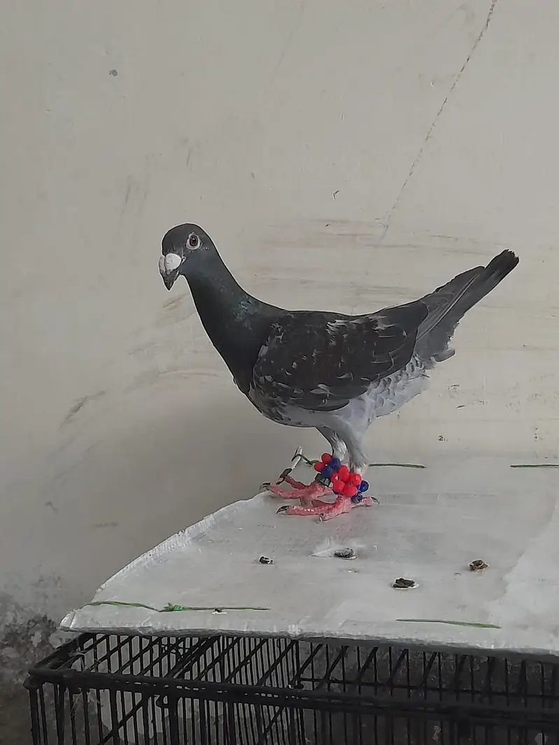 for sale German beauty 1 chick and 1 breeder female — photo 8