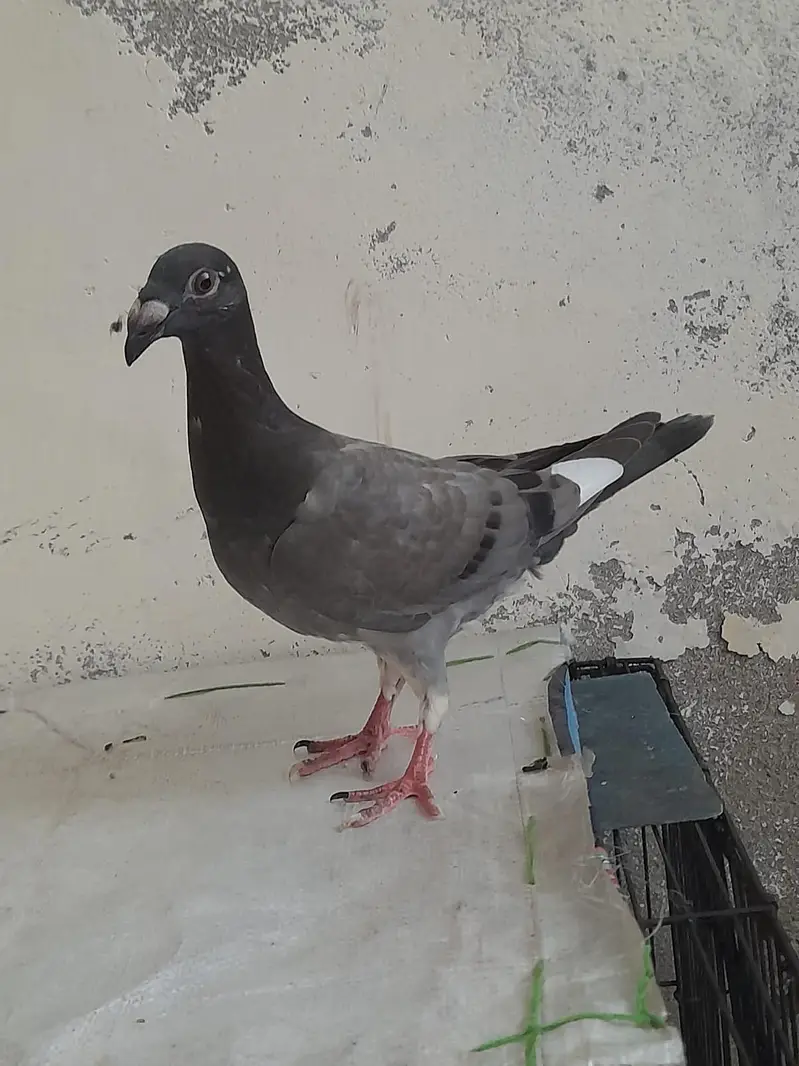 for sale German beauty 1 chick and 1 breeder female — photo 10