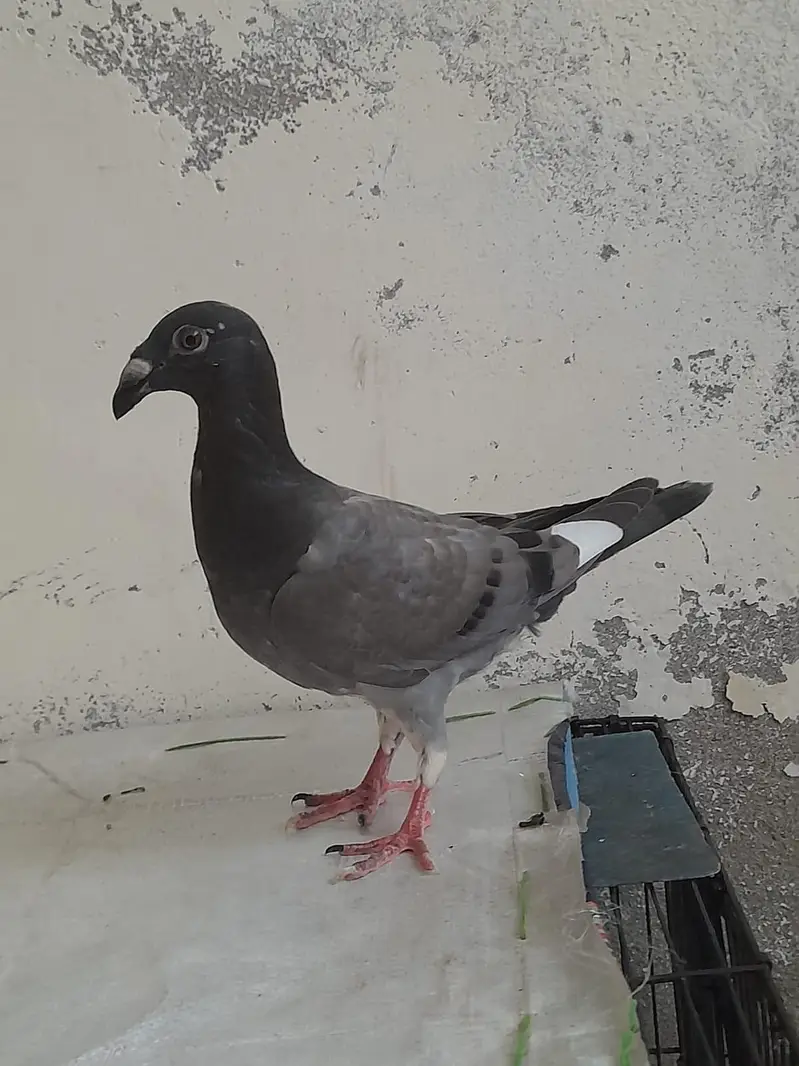 for sale German beauty 1 chick and 1 breeder female — photo 11