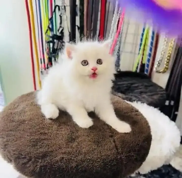(Persian female kitten) (for sale all) (Pakistan delivery available) — photo 2