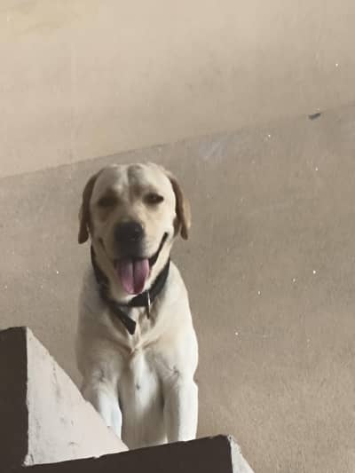 American Labrador ( Adult) For Sale