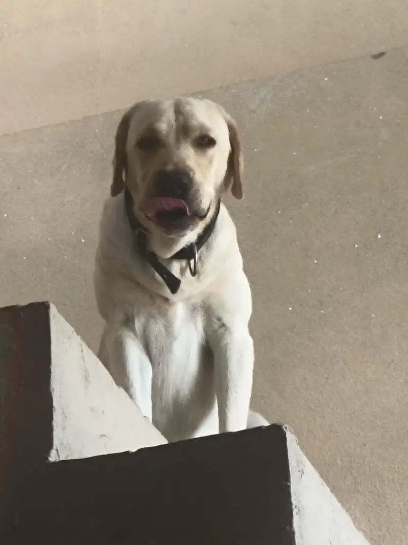 American Labrador ( Adult) For Sale — photo 2