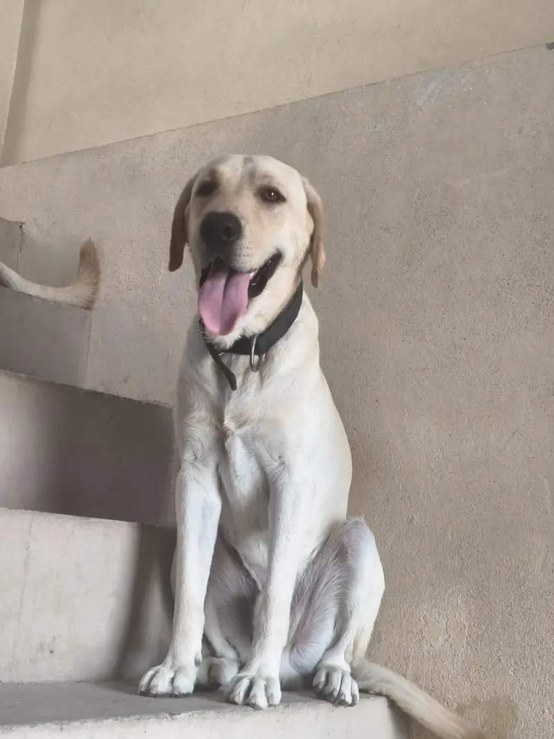 American Labrador ( Adult) For Sale — photo 3