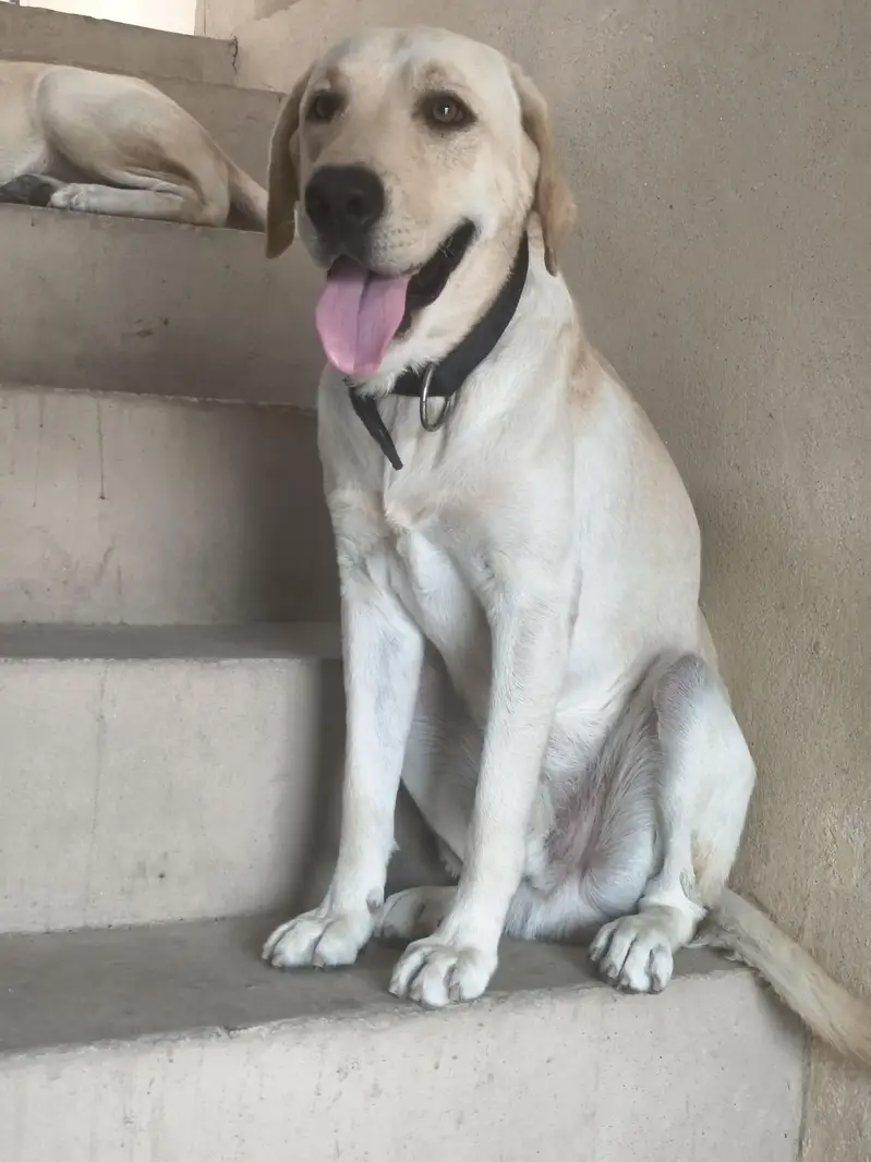 American Labrador ( Adult) For Sale — photo 4