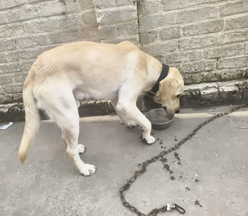American Labrador ( Adult) For Sale — photo 5