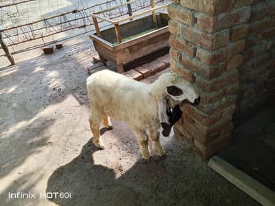 lala Sheep(kajla)