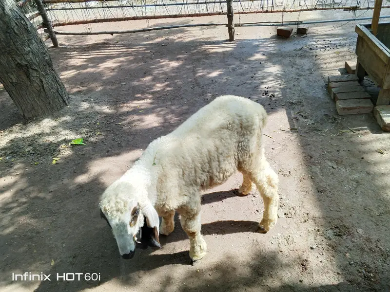 lala Sheep(kajla) — photo 2