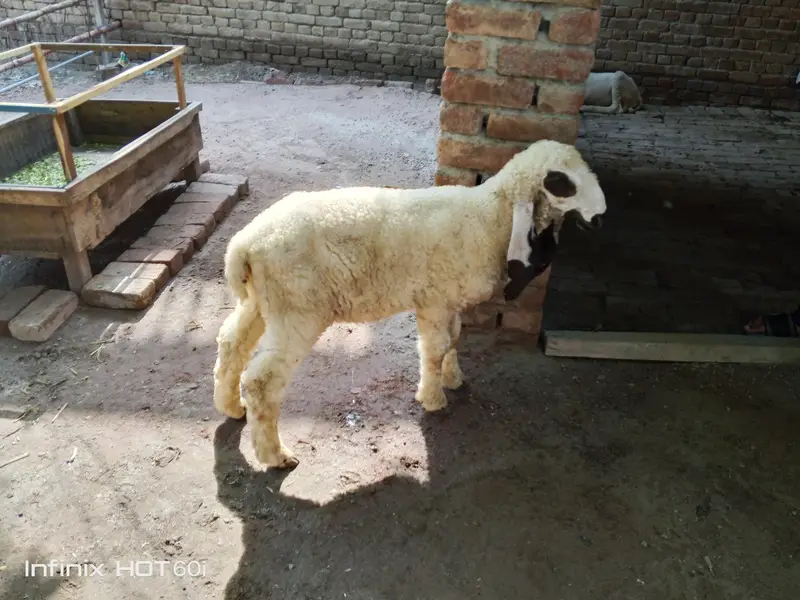 lala Sheep(kajla) — photo 3