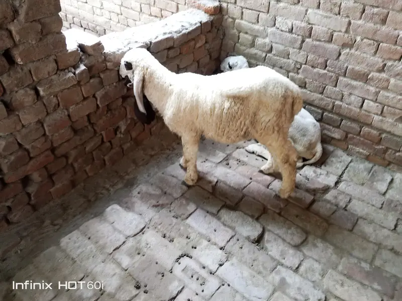 lala Sheep(kajla) — photo 4