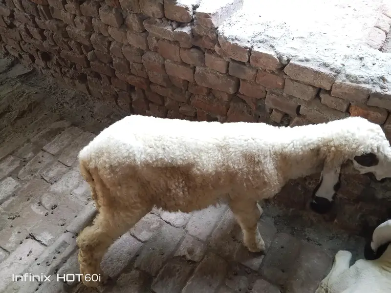 lala Sheep(kajla) — photo 5