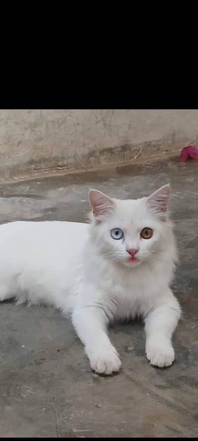 cat 