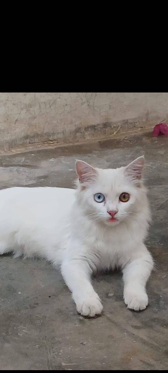 cat  0