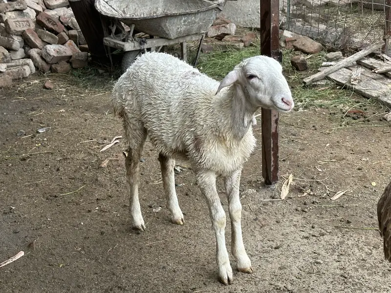 3 sheep’s 1 male 2 female — photo 2