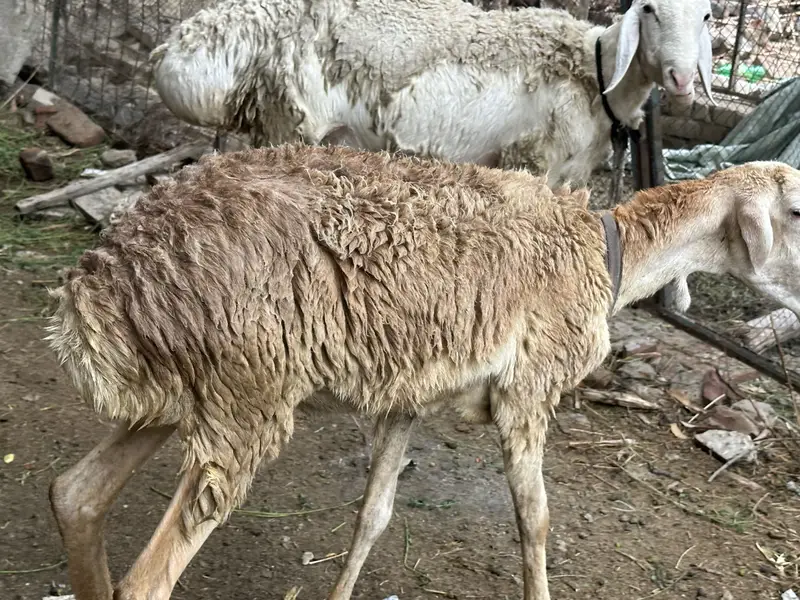 3 sheep’s 1 male 2 female — photo 3