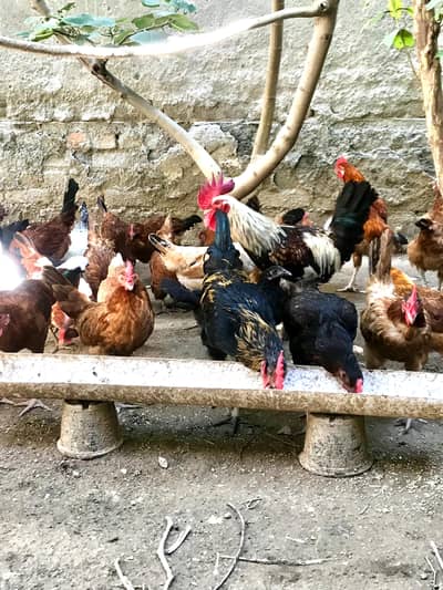 Golden Misri Egg Laying