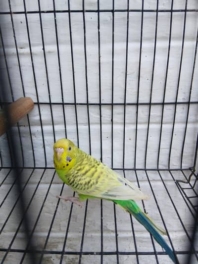 TcbBudgies Female