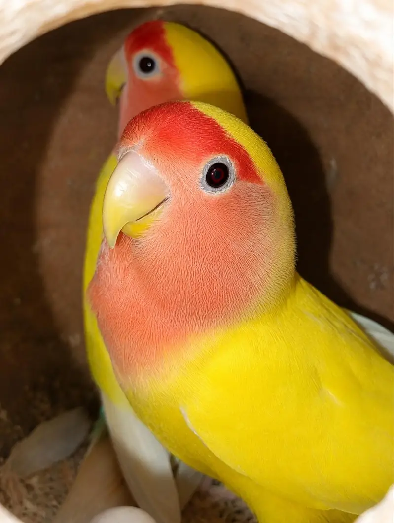 Healthy Peach-Faced Lovebird Breeding 3 Pairs Available — photo 2