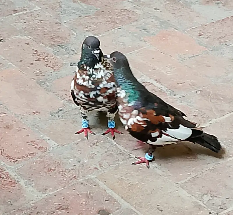 Black Pishori Breeder pair — photo 2