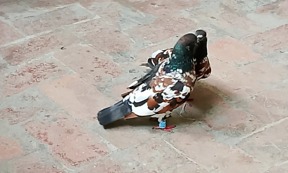 Black Pishori Breeder pair — photo 3