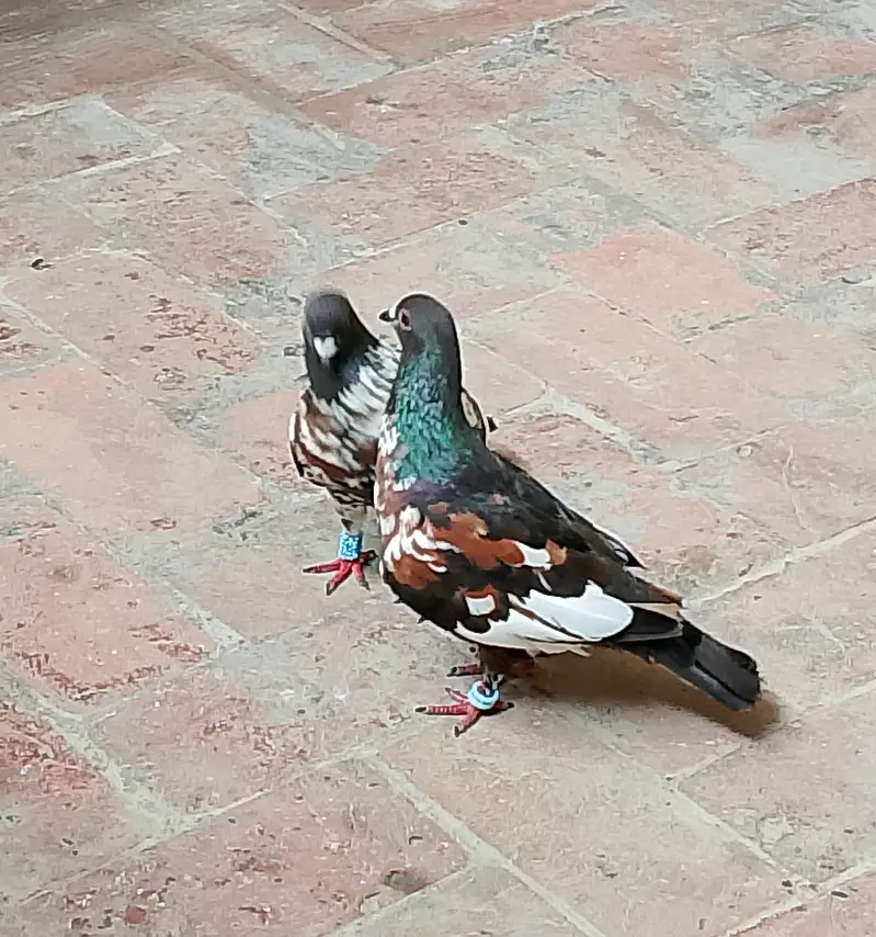Black Pishori Breeder pair — photo 4