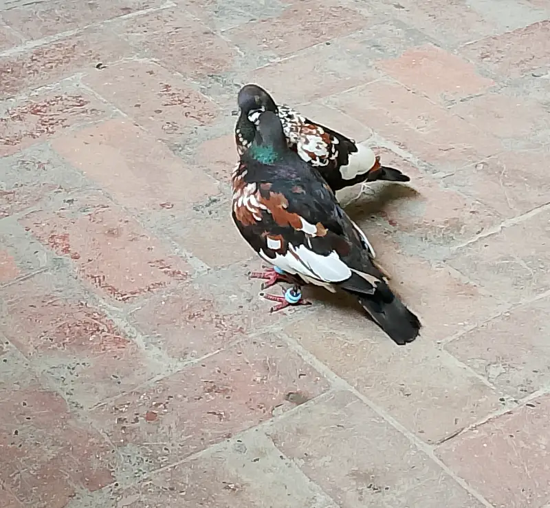 Black Pishori Breeder pair — photo 5