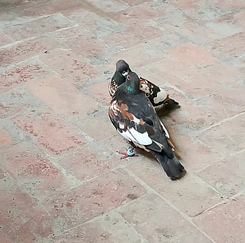 Black Pishori Breeder pair — photo 6