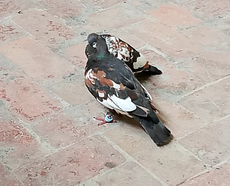 Black Pishori Breeder pair — photo 7