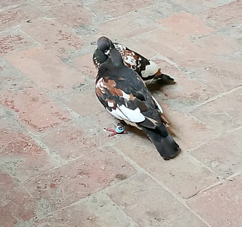 Black Pishori Breeder pair — photo 8