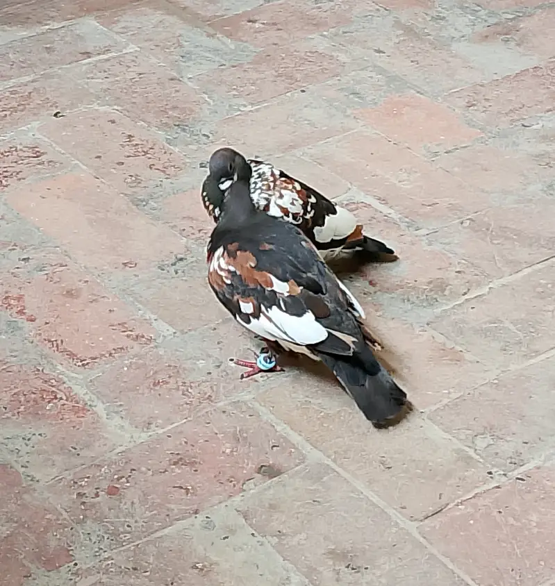 Black Pishori Breeder pair — photo 9