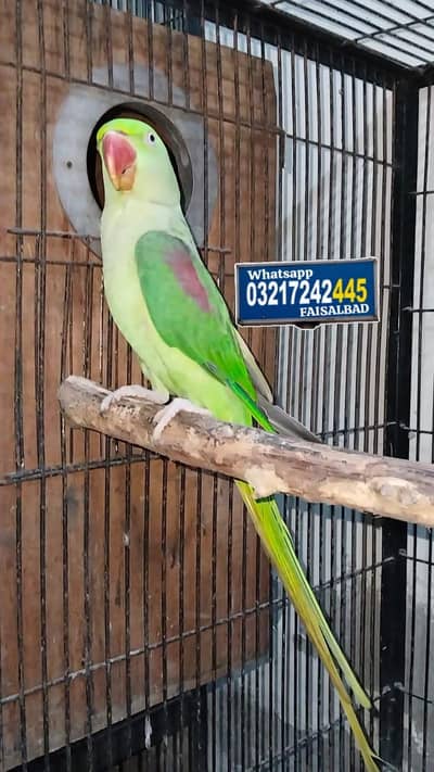 Raw breeder Female