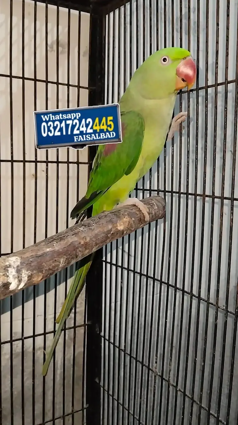 Raw breeder Female — photo 2