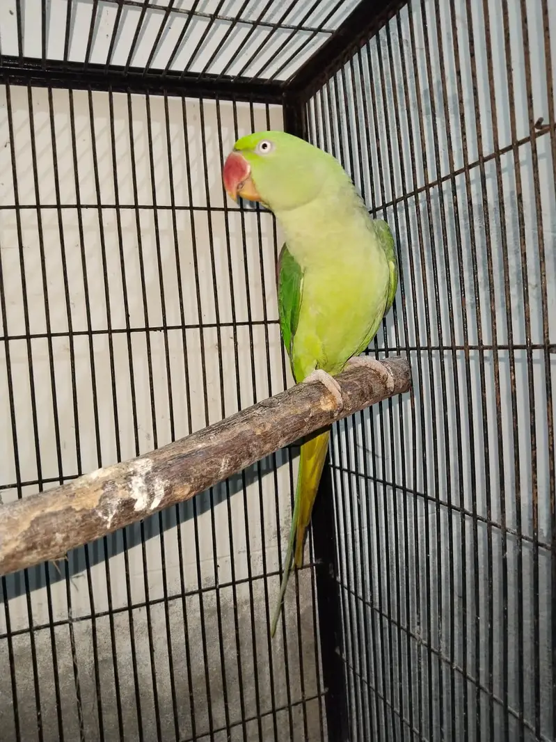 Raw breeder Female — photo 4