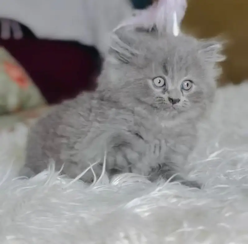Persian kittens. Whatapp//0370//4602354 — photo 3