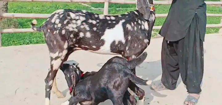 2 Bacchon ka sath Desi Bakri For Sale/ 03228067847 — photo 4