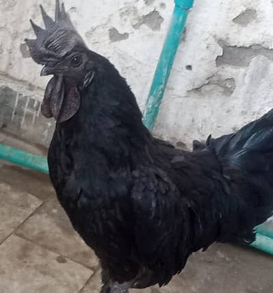 Ayam Cemani egg-laying breeding pair