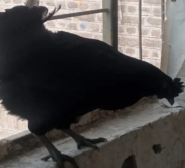 Ayam Cemani egg-laying breeding pair — photo 2