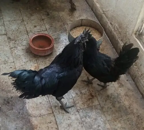 Ayam Cemani egg-laying breeding pair — photo 3