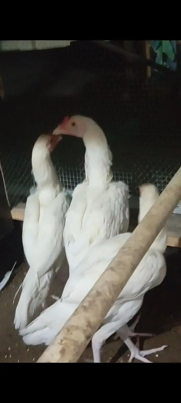 HEERA Pairs — photo 3