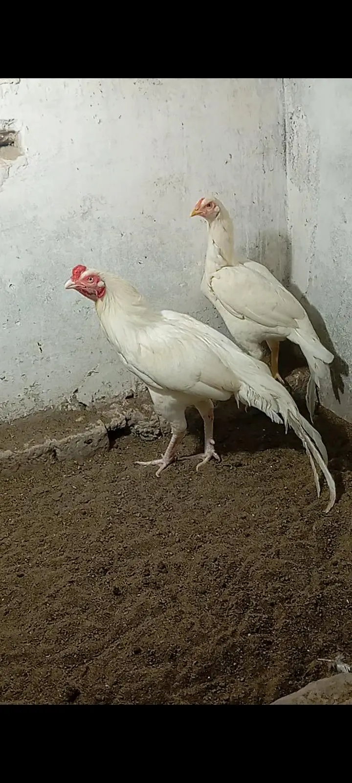 HEERA Pairs — photo 5