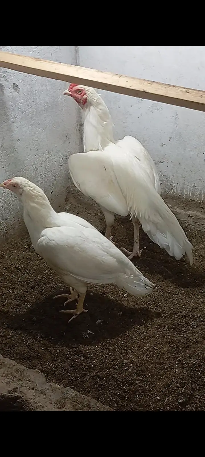 HEERA Pairs — photo 6