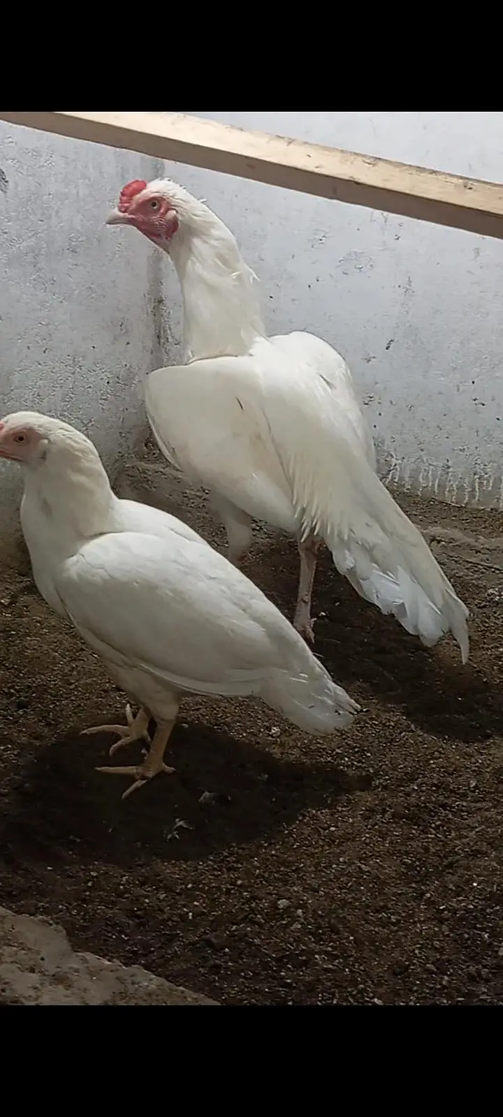 HEERA Pairs — photo 7